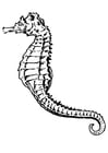Coloring pages Seahorse