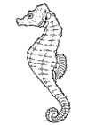 Coloring pages seahorse