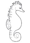 Coloring pages seahorse