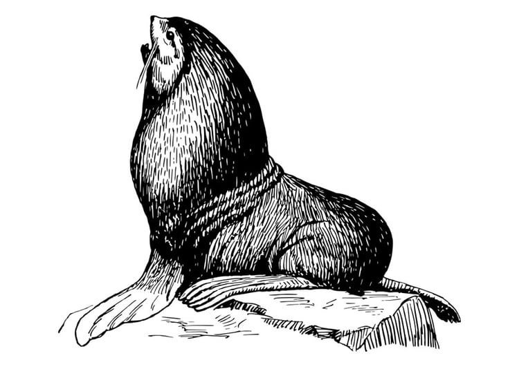 Coloring page seal