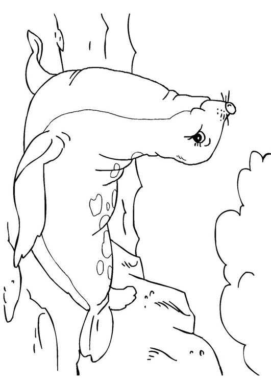 seal
