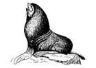 seal