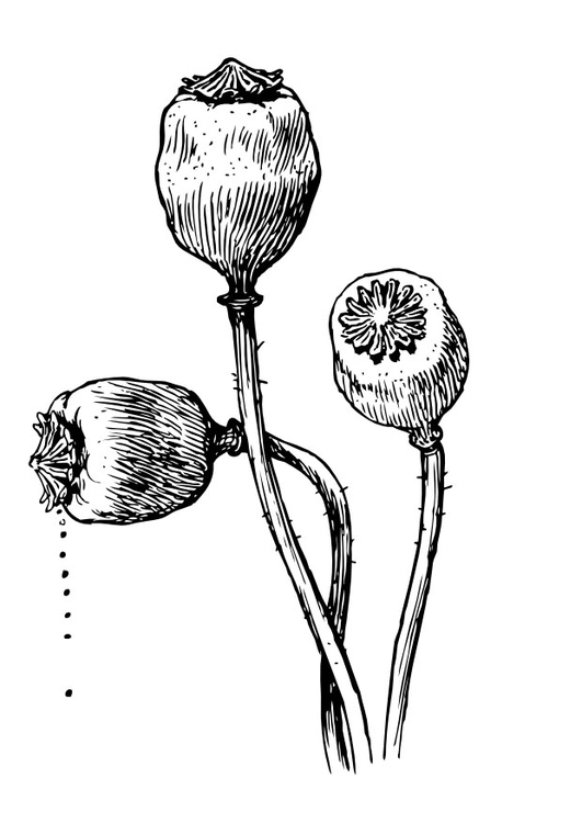Coloring page seeds from culvert