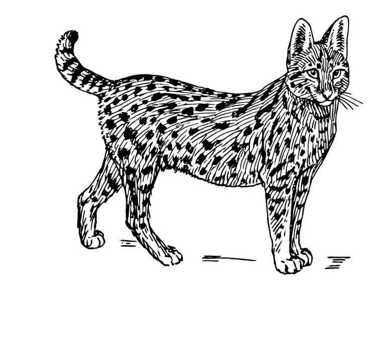 coloring page serval img 15764