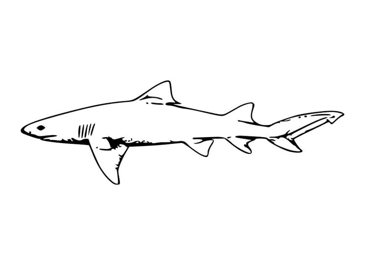 Coloring page shark