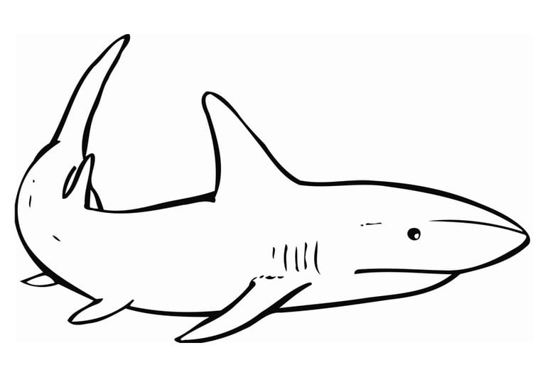 Coloring page shark