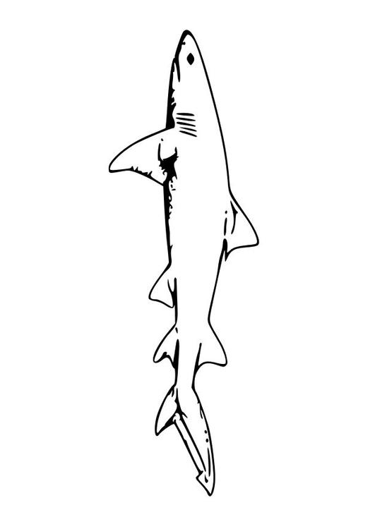 shark