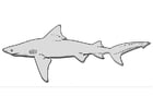 Coloring page shark