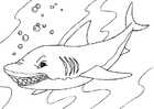 Coloring page shark