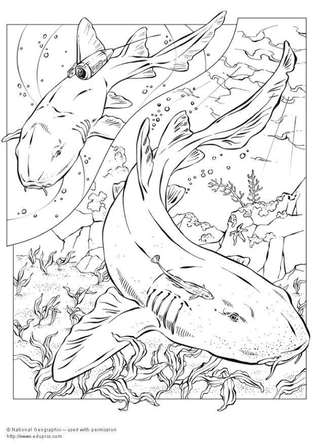 Coloring page sharks
