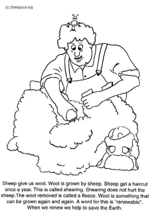 Coloring page shearing sheep