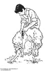 Coloring pages shearing sheep