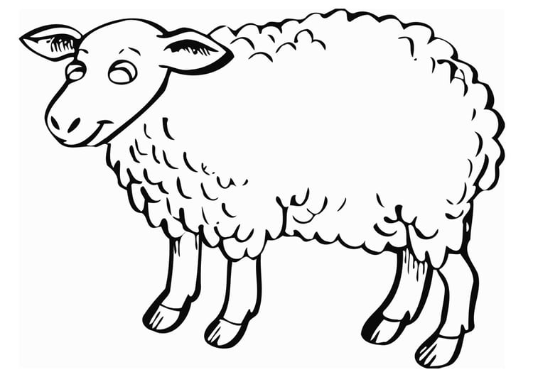 Coloring page sheep