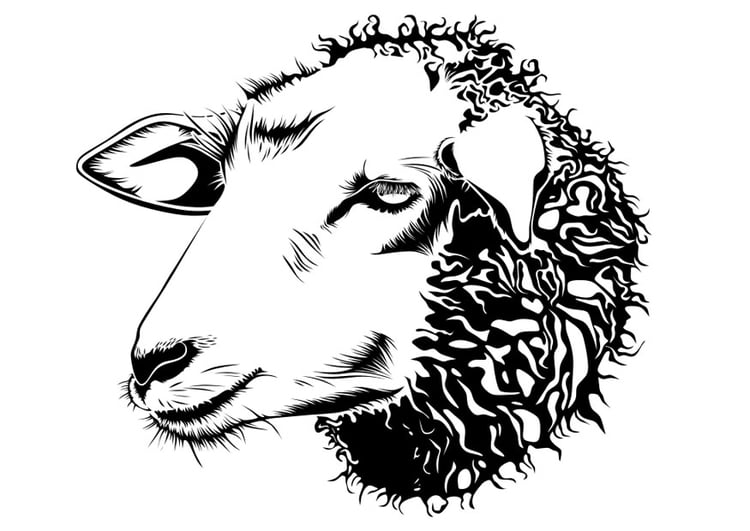 Coloring page sheep