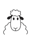 Sheep Head