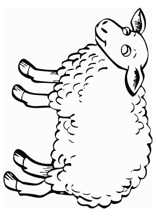 sheep