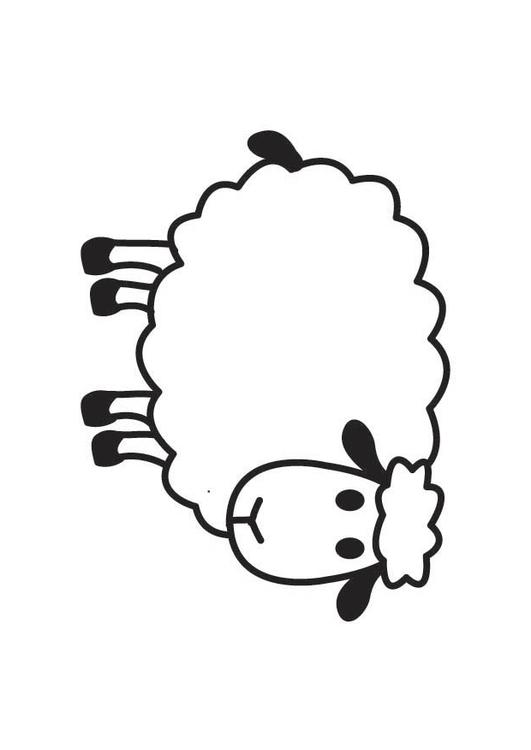 Sheep