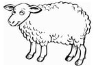 Coloring page sheep