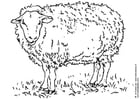 Coloring page sheep