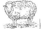 Coloring pages sheep