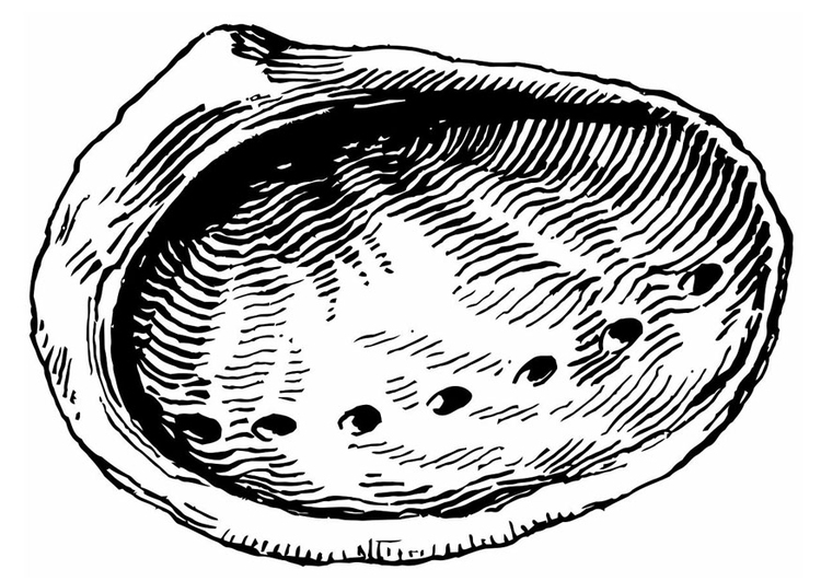 Coloring page shell - abalone