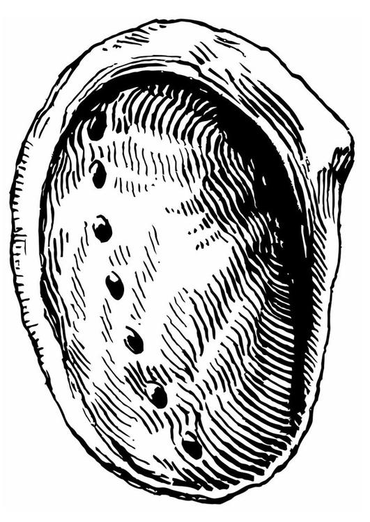shell - abalone
