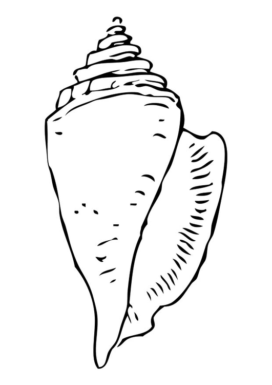 Coloring page Shell