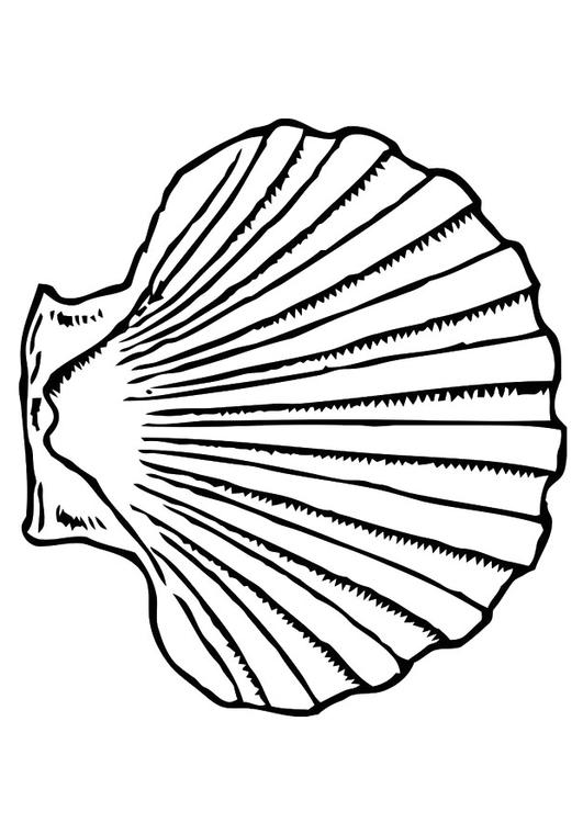 shell