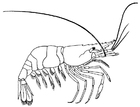 Coloring pages Shrimp