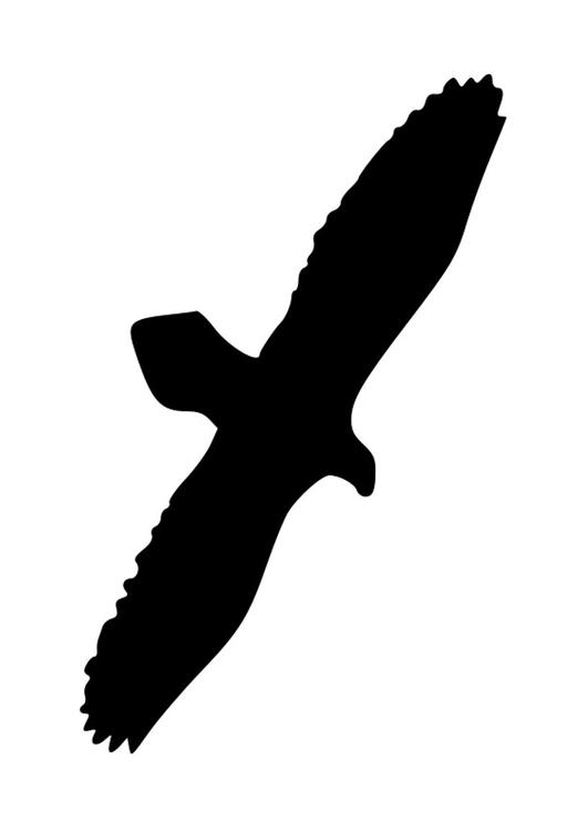 silhouet eagle