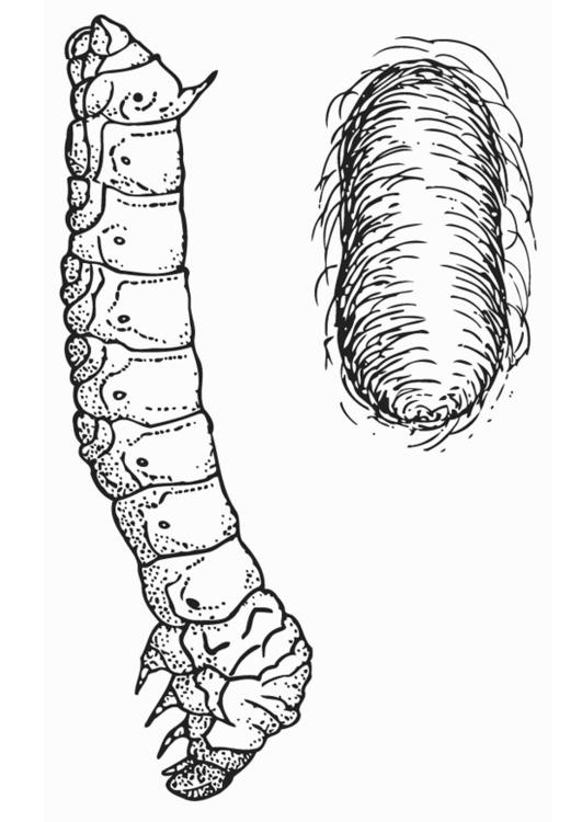 silkworm with cocoon