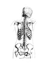 Coloring page Skeleton Back View