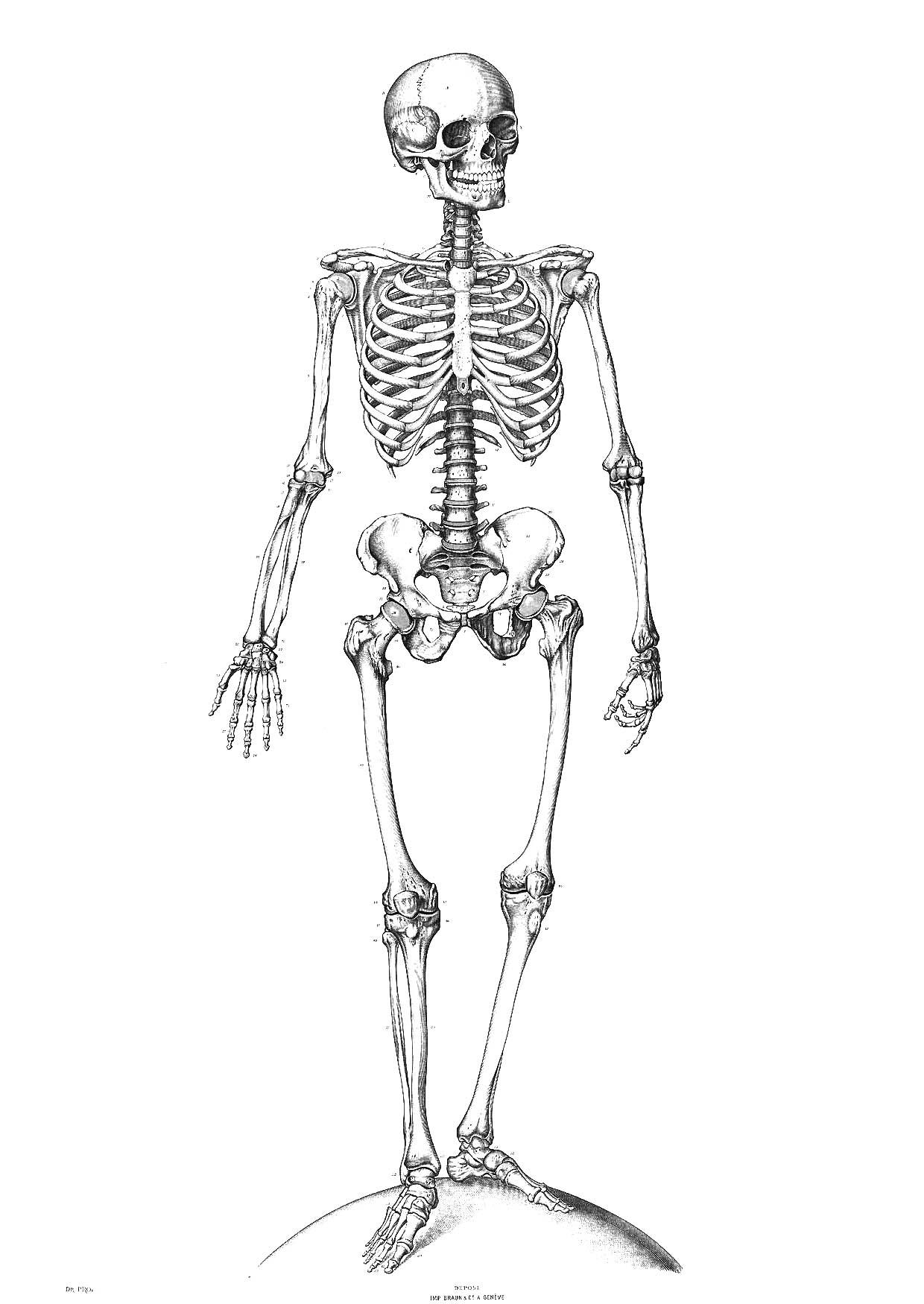 Coloring Page skeleton - free printable coloring pages - Img 9340