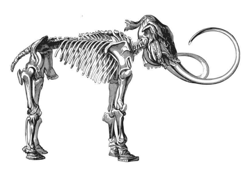 Coloring page skeleton mammoth