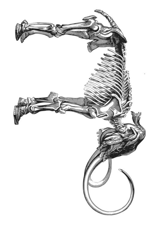 skeleton mammoth