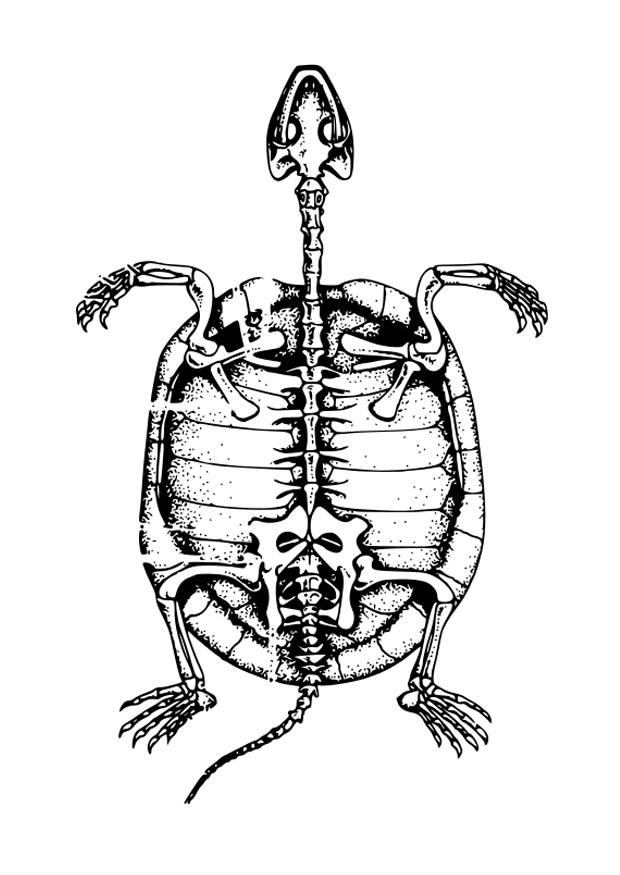 Coloring page skeleton of tortoise