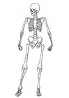 Coloring pages skeleton