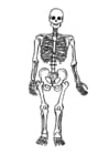 Coloring pages skeleton