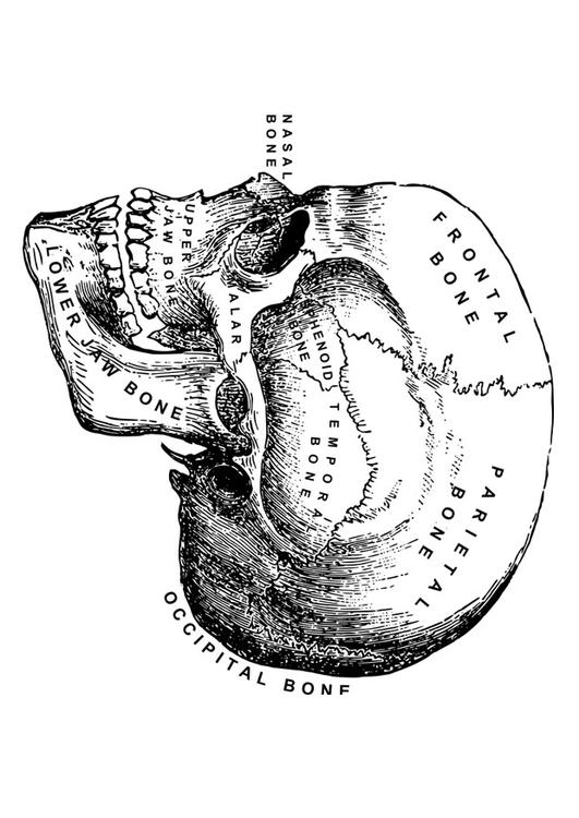 skull