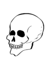 Coloring page skull