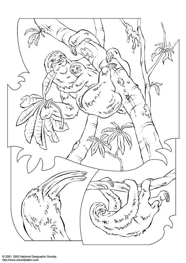Coloring page sloth