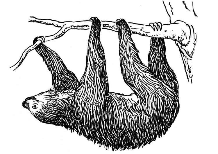 Coloring page sloth