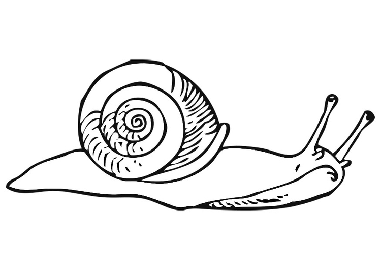 Coloring page snail