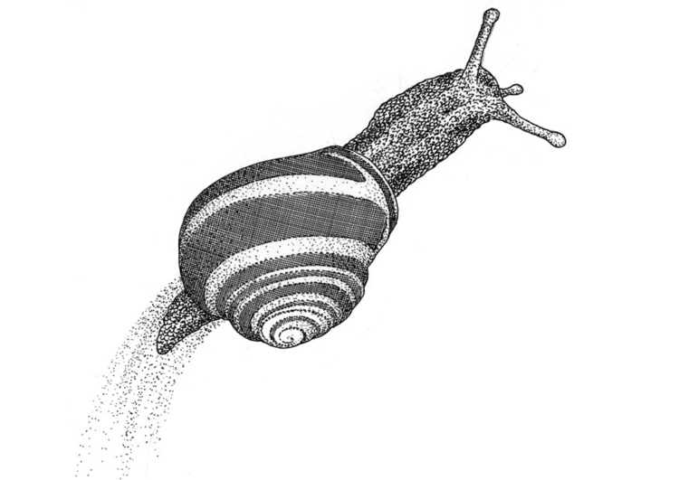 Coloring page snail