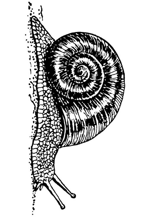 Snail