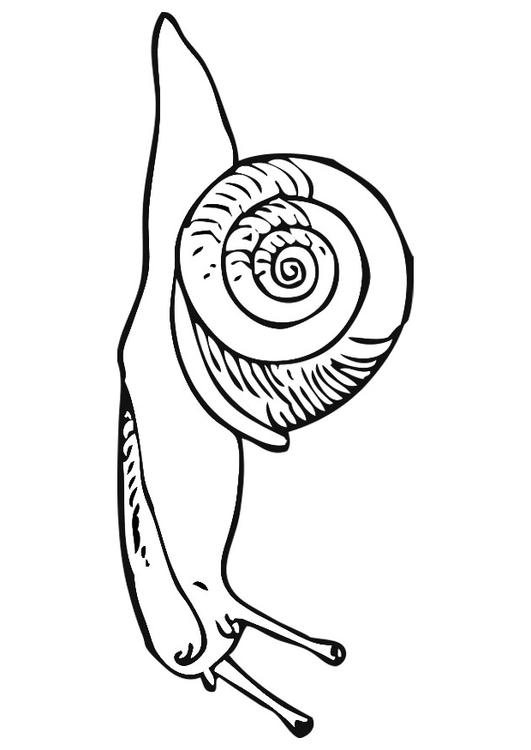 snail