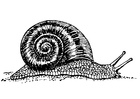 Snail