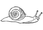 Coloring page snail