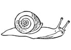 Coloring pages snail