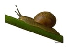 Photo snail